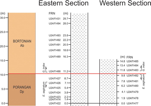 Figure 4. Stratigraphic columns for Tahuokaretu section, showing the division of samples, identified by their Fossil Record Numbers (FRN) between eastern and western sub-sections. Spot samples are not indicated. Vertical scale (in metres) is the same for both columns.