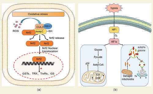 Figure 3 (a) Nrf2 activates antioxidant factors to reduce oxidative stress. The oxidation of SH- group in Keap1 inhibits its ability to target Nrf2 degradation. Nrf2 is isolated from Keap1 group and located in the nucleus, where it activates several antioxidant factors, including glutathione S-transferase (GSTs), TRX, thioredoxin reductase (TrxRs) and glutathione synthase (GS), thus maintaining intracellular REDOX homeostasis. (b) HIF-1α activates the hypoxic adaptation response of mitochondria under hypoxic conditions. Under hypoxia, the stability of O2-regulated HIF-1α can regulate the transformation of mitochondria to O2-independent ATP production based on glycolysis, activate mitochondrial autophagy, eliminate severely damaged mitochondria that produce large amounts of ROS, and finally alleviate the oxidative stress damage caused by mitochondria under hypoxic conditions.