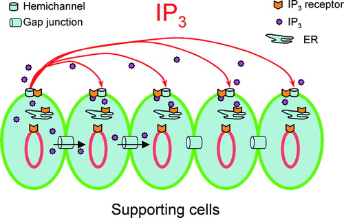 Figure 7.  Schematic drawing of hemichannel-mediated intercellular signaling pathway in the cochlea. IP3 can pass through not only intact gap-junctional channels but also hemichannels to participate in intercellular signaling.