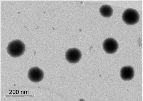 Figure 1 Transmission electron micrograph images of OA-NLC.Notes: OA–NLC was applied to a copper grid coated with formvar/carbon film, and then stained with 1% phosphotungstic acid. The sample was subsequently dried in the air prior to observation under TEM. Scale bar, 200 nm. Representative data from four independent experiments are shown.Abbreviations: OA-NLC, oleic acid within nanostructured lipid carriers; TEM, transmission electron microscopy.