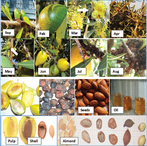 Figure 3. Phenological stages of the argan tree and its components of its fruit.