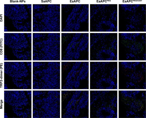 Figure 9 EaAPCPEG/CD47 caused extensive local infiltration of antigen-specific CTLs in melanoma tissues. On day 28 (17 days after final infusion of aAPCs or Blank-NPs), the melanoma tissues were collected from each treatment group, embedded in paraffin and sectioned, then followed by in situ TRP2-dimer staining (mixture of TRP2-dimer with PE-anti-mouse IgG1) and FITC-anti-mouse CD8a staining. After DAPI staining, the CD8+/TRP2-dimer+ cells were visualized by confocal laser scanning in the tumor sections. Representative images from three individual mice per group were presented at 400× magnification.Abbreviations: CTL, cytotoxic T lymphocyte; NP, nanoparticle; aAPC, artificial antigen-presenting cell; EaAPCPEG, PEGylated nanoellipsoidal aAPC; SaAPC, nanospherical aAPCs; EaAPC, nanoellipsoidal aAPC; EaAPCPEG/CD47, PEGylated and CD47-conjugated nanoellipsoidal aAPCs.