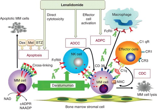 Figure 2. Mechanisms of action of daratumumab against multiple myeloma cells in the bone marrow microenvironment. DARA induces anti-MM effects via multiple mechanisms. It directly induces MM cell apoptosis when cross-linked with anti-human immunoglobulin or FcγRs expressed on various effector cells. DARA-induced inhibition of CD38 ADPR-ribosyl cyclase activity may also contribute to its direct killing of MM cells. Furthermore, antibody-dependent cell-mediated cytotoxicity (ADCC), antibody-dependent cellular phagocytosis (ADPC) and complement-mediated cytotoxicity (CDC) also contribute to DARA-induced MM cell death. ADCC and ADPC is achieved via binding of FcγRs on NK cells and macrophages (myeloid effector cells) by tumor cell-bound DARA. CDC is dependent on the interaction of the antibody Fc with the classic complement-activating protein C1q, resulting in the accumulation of C3b. Antibody opsonization and activation of complement leads to phagocytosis of tumor cells. C3b also binds to C3 convertase to form C5 convertase, inducing the membrane attack complex (MAC) that forms transmembrane channels. These channels in turn disrupt the phospholipid bilayer of MM cells, leading to cell lysis and death. DARA-induced anti-MM activities can be further enhanced by lenalidomide via both direct and indirect killing of MM cells. Dexamethasone (Dex)/prednisolone, bortezomib (BTZ) or melphalan (mel) also augment direct toxicity induced by DARA.