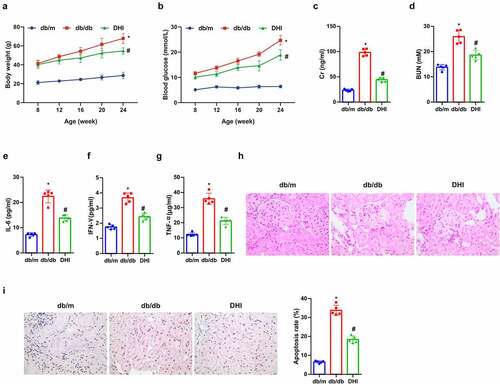 Figure 1. DHI improves DN.