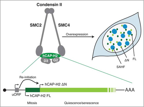 Figure 1. Two isoforms of hCAP-H2, the regulatory subunit of condensin II. The SMC2 and SMC4 subunits are members of the structural maintenance of chromosomes (SMC) family of chromosomal ATPases and are shared with condensin I. hCAP-D3 (D3) and hCAP-G2 (G2) are subunits unique to condensin II. uORF facilitates the re-initiation of translation from a downstream in-frame AUG (ΔN). The full-length (FL) isoform is mainly expressed at mitosis, whereas the ΔN appears to be expressed both in mitosis and interphase and is upregulated in both quiescence and senescence conditions. When overexpressed, both isoforms induce SAHF in IMR90 cells, where they are localized in the area surrounding SAHF. The mRNA diagram is not to scale.
