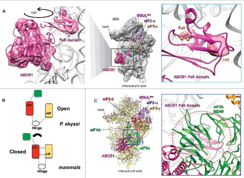 Figure 1. Fitting of ABCE1 in our late-stage m48S initiation complex.Citation7 (A) Atomic model of the m48S late-stage IC fitted in its cryo-EM segmented map (middle panel), focused on the densities attributed to ABCE1, seen from the intersubunit face. Right panel, close-up on the atomic model ABCE1 fitted in its density map. Left panel, Blow-up on the FeS clusters domain of ABCE1 at high contour-threshold of the map showing the coincidence of the latter clusters with the highest density spots, which supports our model. (B) Schematic model of the observed conformational rearrangement of ABCE1 in the m48S late-stage complex compared with the P. abyssi crystal structure. (C) Partial overlapping between eIF3b subunit and the FeS domain of ABCE1, seen from the intersubunit face, highlighted by dashed cicle.