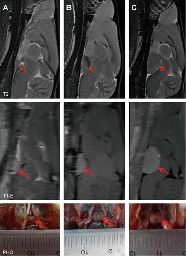 Figure 2 Enhanced MR images and photos of control and tumor group rats.