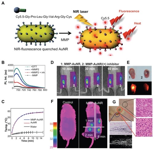 Figure 1 (A) Schematic representation of MMP-AuNR for simultaneous imaging and photothermal therapy; (B) fluorescence spectra of MMP-AuNR in the presence of MMP-2 enzyme and dithiothreitol; (C) temperature increase of MMP-AuNR as a function of laser irradiation time; (D) NIRF tomographic images of SCC-7 tumor–bearing mice after intratumoral injection of the MMP-AuNR probe without (1) and with (2) inhibitor; (E) optical and NIRF images of excised tumor after injection of MMP-AuNR without and with MMP-2 inhibitor; (F) infrared thermal images of tumor-bearing mice according to different laser irradiation times; (G) optical images of exterior of SCC-7 tumor irradiated by laser; histology (right) and dark-field image (lower) of tumor after treatment are also presented.Reprinted with permission from Yi DK, Sun IC, Ryu JH, et al. Matrix metalloproteinase sensitive gold nanorod for simultaneous bioimaging and photothermal therapy of cancer. Bioconjug Chem. Copyright © 2010 American Chemical Society.Citation11Abbreviations: MMP-AuNR, matrix metalloprotease–sensitive gold nanorod; SCC, squamous cell carcinoma; NIRF, near-infrared fluorescence.