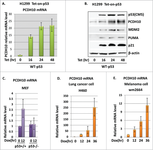 Figure 2. p53 induces PCDH10 expression. (A) PCDH10 mRNA expression in tet-on-p53 H1299 cells. Tet-on-p53 H1299 cells were induced by addition of 0.5 ug/ml tetracycline (Tet) for 0, 16, 24, and 48 hours. Total RNA were extracted, and cDNA was prepared by reverse transcription. mRNA abundance for PCDH10 was assessed using quantitative real time PCR. (B) Tet-on-p53 H1299 cells were induced by 0.5 ug/ml tetracycline(tet) at the indicated time point and the total cell extracts were analyzed by Western blotting using antibodies against p53(CM5), PCDH10, Mdm2, Puma, p21, and β-actin. (C) PCDH10 expression level in MEF cells. PCDH10 mRNA levels were analyzed in p53+/+ and p53−/- MEFs either left untreated or treated with 1 μM Dox (doxorubicin) for 12 hours via RT-PCR. (D,E) The expression level of PCDH10 in H460 and wm2664 cells. H460 and wm2664 cells were treated with doxorubicin at 1 uM for 0, 12 , 24, and 36 hours. Total RNA were extracted, and cDNA was prepared by reverse transcription. mRNA abundance for PCDH10 was assessed using quantitative real time PCR.