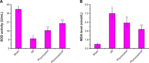 Figure 7 The activity of SOD and the level of MDA on HI/RIPII for different groups of rats.Notes: The SOD activity and the MDA level of Sham, I/R, phycocyanin and phycocyanin/PEG-b-(PG-g-PEI) groups of rats were measured 12 hours after reperfusion. Results are expressed as mean ± SD. (A) *Significant decrease from the Sham group (P<0.01). **Significant increase from the I/R group (P<0.01). ***Significant increase from the I/R group (P<0.01). (B) *Significant increase from the Sham group (P<0.01). **Significant decrease from the I/R group (P<0.01). ***Significant decrease from the I/R group (P<0.01).Abbreviations: I/R, ischemia/reperfusion; HI/RIPII, hepatic ischemia/reperfusion-induced pancreatic islets injury; MDA, malondialdehyde; PEG-b-(PG-g-PEI), poly(ethylene glycol)-b-(poly(l-glutamic acid)-g-polyethylenimine); SOD, superoxide dismutase.