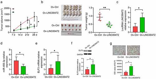 Figure 5. LINC00472 inhibits OSCC tumor growth in mice. (a) In vivo tumorigenesis model established by subcutaneously injecting LINC00472 overexpression plasmid-transfected CAL27 cells into mice. Tumor volume was measured regularly after injection and the tumor curves were plotted accordingly. (b) Tumors excised from mice, photographed and weighed. (c) LINC00472, (d) miR-455-3p, and (e) ELF3 mRNA as detected by qRT-PCR assay. (f, g) ELF3 protein expression in OSCC tumor tissues as detected by (f) Western blot and (g) immunohistochemistry (IHC) analysis (×200; scale bar 10 μm). *P < 0.05. Data presented in the mean ± standard deviation (SD).