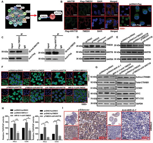 Figure 7. Interaction of TMED5 and WNT7B activates the WNT-CTNNB1/β-catenin pathway. (a) STRING showed the predicted interacting proteins of TMED5. (b) IF assay showed the overlapping distribution of TMED5 and WNT7B in HeLa cells. Scale bar: 50 μm. (c) IP assay showed the interaction of TMED5 and WNT7B in HeLa cells. (d-e) Western blot assay showed the expression levels of TMED5 and WNT7B in HeLa cells transfected with the indicated plasmids. (f) IF assay showed the distribution of CTNNB1 in HeLa cells transfected with the indicated plasmids. Scale bar: 80 μm. (g) Western blot assay showed the expression levels of total-CTNNB1, active-CTNNB1, CCND1, MYC and MT-CO2/COX2 in HeLa cells transfected with the indicated plasmids. (h) Top/Fop luciferase reporter assay was performed to detect the WNT activity. (i) IHC showed the expression levels of CTNNB1 in subcutaneous xenotransplanted tumor tissue. Scale bar: 50 μm. Experiments were performed 3 times, and data are presented as means ± SD. *P < 0.05; **P < 0.01; ***P < 0.001; ns, not significant.