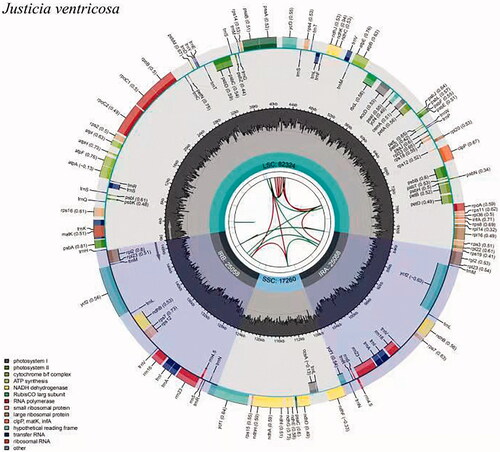 Figure 1. Graphic representation of features identified in J. ventricose plastome by using CPGview-RSG (http://www.herbalgenomics.org/cpgview). The map contains seven circles. From the center going outward, the first circle shows the distributed repeats connected with red (the forward direction) and green (the reverse direction) arcs. The next circle shows the tandem repeats marked with short bars. The third circle shows the microsatellite sequences as short bars. The fourth circle shows the size of the LSC and SSC. The fifth circle shows the IRA and IRB. The sixth circle shows the GC contents along the plastome. The seventh circle shows the genes having different colors based on their functional groups.