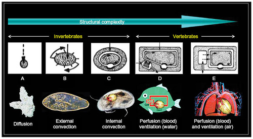 Figure 2 Respiratory processes: from unicellular to multicellular organisms/animals.