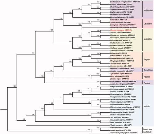 Figure 1. Maximum-likelihood tree based on the 52 chloroplast genomes in Malpighiales, Celastrales, Oxalidales, Fagales, Cucurbitales, Rosales, Fabales, Malvales, and used Brassicales as an outgroup. Bootstrap supports based on 1000 replicates are given at the node.