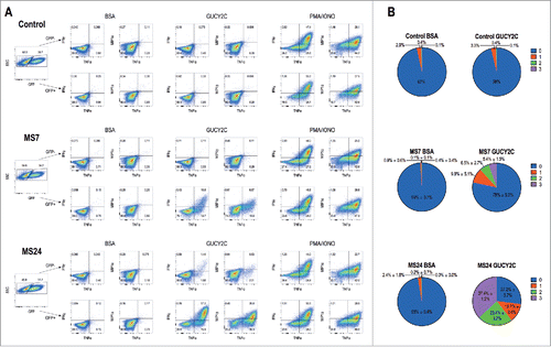 Figure 3. GUCY2C-specific CARs mediate cytokine production. 1 × 106 CAR-expressing T cells were stimulated for 6 h with plate-coated antigen (BSA or GUCY2C) or PMA and Ionomycin (PMA/IONO) in the presence of protein transport inhibitor. Cells were fixed, permeabilized, and stained for the intracellular cytokines IFNγ, TNFα, or MIP-1α and analyzed via flow cytometry. (A) Plots are gated on live GFP- (top) or GFP+ (bottom) CD8+ T cells. (B) Polyfunctional cytokine graphs depict the percentages of CAR-T cells producing 0, 1, 2, or 3 cytokines. Plots in (A) are representative of two experiments, and polyfunctional cytokine analysis (B) represent means ± standard deviation of two experiments.