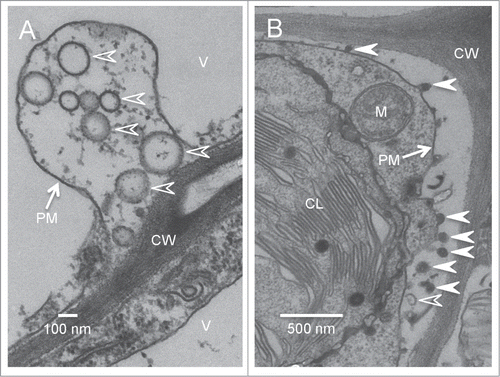 Figure 3. Exosome-like vesicles are present in the paramural space of TuMV-infected leaves. Cross-sections of TuMV-infected N. benthamiana leaf were collected and observed by TEM. (A) shows the electron-translucent paramural vesicles (empty arrowheads) located between plasma membrane and cell wall. (B) shows both electron-translucent (empty arrowheads) and electron-dense paramural vesicles (arrowheads) located between plasma membrane and cell wall. V, vacuole; CL, chloroplast; M, mitochondrion; CW, cell wall; PM, plasma membrane.