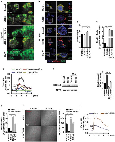 Figure 5. VD3 enhanced lysosomal degradation function via Ca2+-dependent lysosomal acidification. (a–c) HFE145 cells infected with the H. pylori SS1 strain (MOI 100) were treated with or without 1,25D3 (200 nM, 72 h). Cells were labelled with acridine orange (1 μM, 15 min) (n = 3), scale bar: 100 µm (a) or expressed GFP-mCherry-LC3 fusion protein (n = 3), scale bar: 20 µm (b). Baf A1 (100 μM, 24 h) was used as a positive control. (c) Lysosomal pH values were measured ratiometrically using LysoSensor Yellow/Blue DND-160. (d) HFE145 cells infected with the H. pylori SS1 strain (MOI 100) were treated with 1,25D3 (200 nM) and/or Con A (50 nM) for 72 h. Intracellular H. pylori DNA levels were measured by real-time PCR. (e) HFE145 cells infected with the H. pylori SS1 strain (MOI 100) were treated with or without 1,25D3 (200 nM, 72 h). Cells loaded with Fura-2 AM (3 μM, 30 min) were treated with GPN (200 μM) or DMSO. Calcium release from lysosomes was measured indirectly by assessing the cytoplasmic calcium levels (n = 3). (f) HFE145 cells infected with the H. pylori SS1 strain (MOI 100) were treated with or without 1,25D3 (200 nM, 72 h). MCOLN3 protein levels were analyzed and quantified. (g,h) HFE145 cells transfected with control or MCOLN3-specific siRNA were infected with the H. pylori SS1 strain (MOI 100), then treated with or without 1,25D3 (200 nM, 72 h). (g) Intracellular H. pylori DNA levels were measured by real-time PCR. (h) Cells were stained to visualize H. pylori (red). Thirty visual fields from each group were randomly selected to count bacteria number. Scale bar: 40 µm. (i) HFE145 cells transfected with control or MCOLN3-specific siRNA were loaded with Fura-2 AM (3 μM, 30 min), and then treated with GPN (200 μM). Calcium release from lysosomes was measured indirectly by assessing the cytoplasmic calcium levels (n = 3). All the quantitative data are presented as means ± S.E.M. from 3 independent experiments. **P < 0.01; ***P < 0.001.