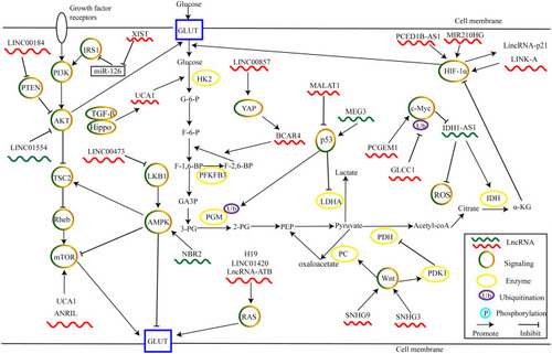 Figure 2 LncRNAs regulate cancer glycolysis by modulating metabolic pathways.