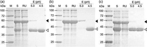 Figure 2. SDS-PAGE of Fdm1 (a), Fdm2 (b), and Fdm3 (c) of FD1 purified from each recombinant E. coli by IMAC.