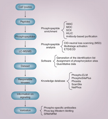 Figure 3. Strategies for quantitative phosphoproteomic analysis of cell signaling using liquid chromatography-tandem mass spectrometry.In shotgun proteomics, peptide mixtures are first prepared from cell/tissue lysates. Phosphopeptides are then enriched using various technologies and analyzed by LC-MS/MS. Large mass spectrometry datasets are then processed with software to generate the identification list with quantitative information. Because phosphoproteomics identifies the in vivo phosphorylation status of the substrates, knowledge databases for kinase–substrate relationships are used to predict the activation status of the corresponding kinases. To confirm the findings from quantitative phosphoproteomics, validation studies must be performed by other methods, such as phospho-specific antibodies, Phos-tag Western blotting or recently established mass spectrometry measurement, multiple reaction monitoring (also called SRM).CID: Collision-induced dissociation; ECD: Electron capture dissociation; ELM: Eukaryotic linear motif; ETD: Electron transfer dissociation; HILIC: Hydrophilic interaction chromatography; IMAC: Immobilized metal ion-affinity chromatography; LC-MS/MS: Liquid chromatography-tandem mass spectrometry; MOC: Metal oxide chromatography; MRM: Multiple reaction monitoring; MS3: Mass spectrometry/tandem mass spectrometry; SCX: Strong cation exchange; SRM: Selected reaction monitoring.