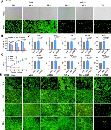 Figure 2 Treatment of inflammatory cells with pAAV-DMP-miR533. HT-29 cells were transfected with various plasmids and then cultured for 24, 48, and 72 h, respectively. (A) Representative fluorescent images of acridine Orange (OA)-stained HT-29 cells. Scale bar: 100 μm. (B) Living cell counting at various time points (n = 3 images). Cells were counted from the OA-stained fluorescent images with Image-Pro Plus software. (C) Growth curve of HT-29 cells (n = 3 wells). Cell viability was detected by CCK-8. (D) Relative expression of NF-κB and its target genes in HT-29 cells transfected with various plasmids and cultured for 48 h (n = 3 wells). Gene expression was detected by qPCR. RQ =2–ΔΔCt. RQ, relative quantity. (E) Representative fluorescent images of OA-stained HL7702 cells. Scale bar: 100 μm. HL7702 cells were first stimulated with or without TNF-α and then transfected with various plasmids. The transfected cells were cultured for 24, 48, and 72 h, respectively. Blank, MCS, and miR533: cells transfected with Lipofectamine, pAAV-MCS, and pAAV-DMP-miR533, respectively; TNF-α: TNF-α-stimulated cells (cells stimulated with TNF-α at a final concentration of 10 ng/mL for 1 h); TNF-α+MCS and TNF-α+miR533: TNF-α-stimulated cells transfected with pAAV-MCS and pAAV-DMP-miR533, respectively.