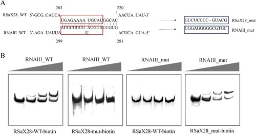 Figure 5. RSaX28 binds to RNAIII through a partially complementary sequence. (A)Predicted binding sites between RNAIII and RSaX28 by IntaRNA. The mutated sequences of RSaX28_mut and RNAIII_mut are shown on the right. (B)EMSA experiments of in vitro transcribed RNAIII_WT or RNAIII_mut (0 nM, 50 nM, 100 nM, 200 nM/sample from the left to the right lane) and biotin-labelled RSaX28_WT or biotin-labelled RSaX28_mut (50 nM/sample in each lane).