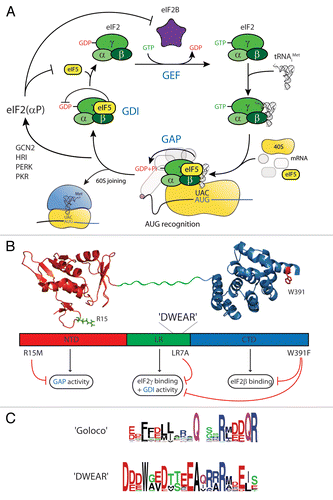 Figure 1 GAP and GDI functions of eIF5 during translation initiation. (A) The eIF2 G-protein cycle is central to translation initiation. (B) Domain structure of eIF5 and related functions. Relevant mutations and functional impacts described in the text are indicated. Structural cartoons were created with PyMol (http://www.pymol.org/) using PDB IDs 2E9H and 2FUL. (C) The GoLoco and eIF5 DWEAR motifs. Alignments were taken from Pfam (http://pfam.sanger.ac.uk/) and motifs logos were generated using WebLogo (http://weblogo.berkeley.edu/).