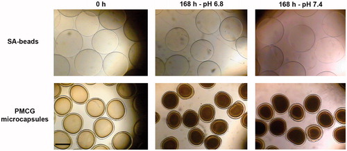 Figure 1. Optical microscopy images for SA-beads (upper panel) and PMCG microcapsules (lower panel) after encapsulation of M75 antibody (0 h) and after 7 d (168 h) of incubation in medium with pH 6.8 and 7.4. The scale bar is equal to 0.5 mm.