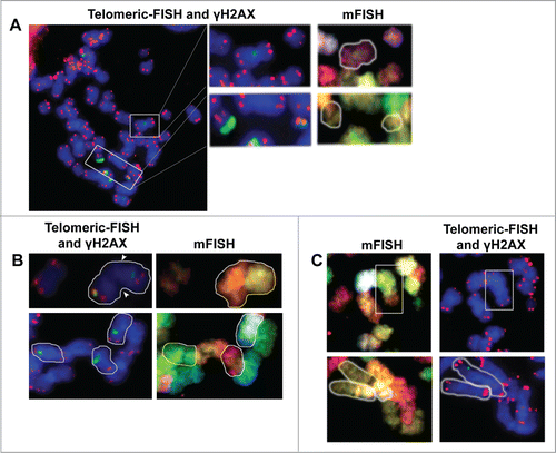 Figure 4. γH2AX foci do not flag misrejoining events. (A) From left to right. After γH2AX foci immunofluorescence, a telomeric-FISH analysis is performed on the same slides. In this metaphase, an apparently intact chromosome with a Medium Interstitial γH2AX focus (upper white box) and a broken chromosome and an acentric fragment with a Big and a Small Terminal γH2AX foci (both inside the lower white box) are highlighted. Top row: the mFISH analysis shows that the chromosome with the internal γH2AX focus is an intact chromosome 8 that has not suffered any misrejoining event. Low row: the 2 broken chromosomes with Terminal γH2AX foci are the 2 pieces resulting from the breakage of chromosome 16. (B) On the top row, a translocation between chromosomes 9 and 10 can be identified. This translocated chromosome has an Interstitial γH2AX focus that, clearly, does not lie on the joining point (denoted by white arrows). In the lower row, 3 chromosomes bearing Interstitial γH2AX foci have been highlighted. Telomeric FISH and mFISH images show that all of them are complete chromosomes that have not suffered any illegitimate rejoining event. (C) In a reverse approach, mFISH was used to identify misrejoining events such as translocations. Once identified, the telomeric and γH2AX foci labeling was analyzed. Top row: a (4;8) translocation is highlighted (white box) in which no γH2AX focus can be observed at the joining point. Low row: a reciprocal translocation between chromosomes 1 and 10 can be identified (white contour) and, again, no γH2AX foci can be observed at either joining site.