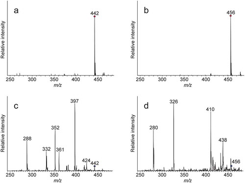 Figure 2. ESI-MS and MS/MS spectra of FDLA derivatives of authentic N-methyl amino acids.(a) ESI-MS spectrum of FDLA derivatives of authentic NMA. (b) ESI-MS spectrum of FDLA derivatives of authentic NMG. (c) MS/MS spectrum for the precursor ion at m/z 442 shown in a. (d) MS/MS spectrum for the precursor ion at m/z 456 shown in b.