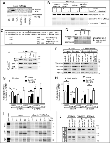 Figure 3. CSNK2 phosphorylates TOMM22 and the absence of Csnk2b compromises CSNK2 catalytical activity and protein amount, but neither is required for TOMM complex biogenesis nor mitochondrial protein import. (A) Mouse TOMM22 was purified and used for in vitro radio-isotope-assisted phosphorylation with different kinases. The image of the autoradiogram shows that mouse TOMM22 was only phosphorylated in the presence of protein kinase CSNK2 and is not phosphorylated by any of the other kinases used. The amount of histidine-tagged TOMM22 served as loading control. (B) In vitro radio-isotope-assisted phosphorylation of TOMM22 is less efficient by muscle lysates of csnk2b∆/∆, HSA-Cre mice in comparison with muscles of control litters. The amount of recombinant TOMM22 was adjusted by measuring the total protein amount and verified by Coomassie-stained SDS-PAGE. (C) Alignment of mouse and yeast TOMM22/Tom22 primary structure stretches. Potential mouse TOMM22 phosphosites in comparison with phosphosites in yeast Tom22 are depicted by asterisks. The panel also depicts kinase prediction scores for mouse phosphosites serine 15, threonine 43 and serine 45, obtained as potential CSNK2 target sites with ScanSite 3, Disphos 1.3, NetPhosK 1.0 and NetPhos 2. The target sequence of CSNK2 is known to be represented by [S-X-X-(D/E/pS/pY)].Citation39 (D) In vitro phosphorylation experiments were performed with purified mouse TOMM22 wild-type protein and its alanine mutants together with recombinant CSNK2 using radiolabeled ATP. (E) T7 tagged TOMM22 wild-type and alanine-mutant expression plasmids were transfected into cultured cells, protein lysates immunprecipitated by a T7-specific antibody, precipitates were resolved by SDS-PAGE, and western blot membranes incubated with either a T7 or a TOMM22-p-S15-specific antibody. Note, the TOMM22-p-S15-specific antibody detects wild-type TOMM22, but not the TOMM22S15A or TOMM22S15A,T43A mutants. (F) The amount of catalytic activity-containing CSNK2A1 and CSNK2A2 subunits was determined in the absence of Csnk2b in skeletal muscle fiber lysates. Skeletal muscles soleus and tibialis anterior were used from approximately 2- (n = 3 mice per genotype) and 6- to 8-mo-old (n = 3 mice per genotype) mice. Obviously, CSNK2B protein is absent in csnk2b∆/∆, HSA-Cre muscle lysates. ACTN2 served as loading control. (G and H) Graphs represent protein amounts of CSNK2 subunits which were analyzed before by western blot (F). Note, in response to the absence of Csnk2b, protein amounts of CSNK2A1 and CSNK2A2 subunits are delicately balanced and seem to be adjusted in a muscle-type specific manner. (I) To determine the capacity of mitochondria for importing precursor proteins the in organello import assay with radiolabeled precursor proteins was used.Citation72 [35S]-radiolabeled yeast proteins Cox4, Mdh1 and Atp2 were individually imported into mitochondria (Δψ, membrane potential). Mitochondria were treated with proteinase K and analyzed by SDS-PAGE. p, precursor; m, mature. Import into mitochondria after the longest import time was set to 100% (control). Note, all mitochondrial precursor (p) proteins are imported into mitochondria and processed to shorter mature (m) size with similar time kinetic between control and the csnk2b∆/∆, HSA-Cre indicating mitochondrial protein import in vitro being unaffected. (J) Mitochondria were isolated from skeletal muscles of adult wild-type or csnk2b∆/∆, HSA-Cre mice and equal amounts of native TOMM complexes were resolved by blue-native gels (BN) which are used to separate native protein complexes. After western blot, different TOMM family members within native TOMM complexes were detected by specific antibodies as shown by representative images. The amount of these TOMM family members is similar between TOMM complexes from mitochondria of wild-type or csnk2b∆/∆, HSA-Cre muscles, indicating proper biogenesis of TOMM complexes.