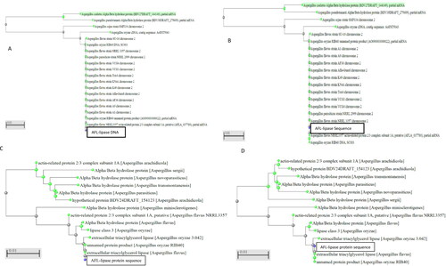 Figure 2. Phylogenetic trees of AFL nucleotide (A) is the Neighbour Joining tree for AFL-Lipase nucleotide. (B) is the Fast-minimum evolution tree for AFL-Lipase nucleotide obtained from NCBI. (C) is the neighbour-joining tree for the AFL-lipase amino acid sequence. (D) is the fast-minimum evolution tree for AFL-lipase amino acid sequence. The query sequence for the putative Aspergillus flavus sequence isolated in this work clustered with other Aspergillus flavus and are highlighted in yellow. The type material (ancestor) is highlighted in grey. Scale 0.01 represents the maximum sequence difference.