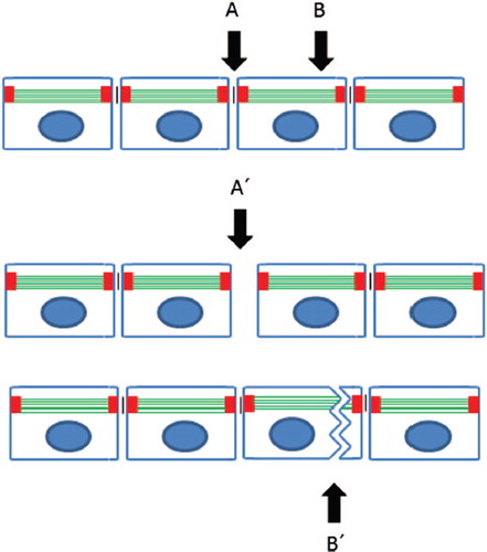Figure 1. Breaking adhesion. An epithelial cell sheet can be disrupted by a shearing force in at least two distinct ways. Either the cells can be physically separated at A giving rise to Aˊ or the cells can be split, broken or fragmented at B giving rise to Bˊ. Both mechanisms will result in cell separation but, strictly speaking, only A-Aˊ is loss of adhesion because it involves direct unbinding of the cell-cell adhesion molecules. B-Bˊmay superficially appears as a loss of adhesion, but the mechanism is indirect. Electron microscopy is necessary to determine whether true loss of adhesion has occurred (CitationKimura et al., 2007). Red, desmosomes; green, keratin filaments.
