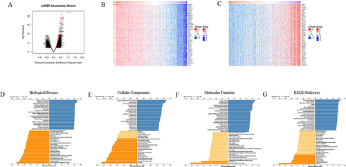 Figure 7 LNPEP co-expressed genes and functional enrichment analysis. (A) Volcano map of co-expressed profiling of LNPEP in OV by the LinkedOmics database (Spearman correlation test). (B and C) Heat map of top 50 positively (B) and 50 negatively (C) correlated genes with LNPEP are displayed. (D–G) LNPEP co-expression genes were annotated by Gene Ontology (GO) analysis (D–F) and Kyoto Encyclopedia of Genes and Genomes (KEGG) pathway analysis (G) and available at LinkedOmics.(D) Biological process, BP. (E) Cellular components, CC. (F) Molecular function, MF.