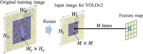 Figure 6. Resolution optimization. WO×HO denotes the size of the original training image, and the cattle size within it is WC×HC. WI×HI denotes the size of the input image for YOLOv2 and M is the down-sampling rate of the network. We resize an original WO×HO training image to WI×HI so that the size of the target object equals the size of one cell in the output feature map.