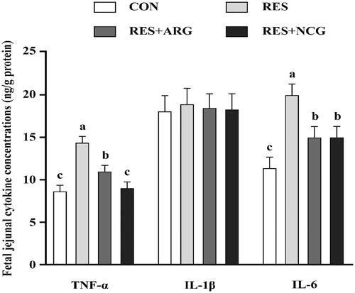Figure 2. Roles of rumen-protected L-arginine (RP-arg) or N-carbamylglutamate (NCG) supplemented in diets in cytokine levels within foetal jejunum of underfed Hu ewes at 110 gestational days. IL, interleukin; TNF-α, tumour necrosis factor α; NRC, National Research Council; CON/RES, ewes fed 100%/50% of NRC (Citation2007) recommendations for pregnancy; RES + ARG, ewes fed 50% of NRC (Citation2007) recommendations with supplementation of 20 g/d RP-arg; RES + NCG, ewes fed 50% of NRC (Citation2007) recommendations with supplementation of 5 g/d NCG. Data represent means, and standard errors are shown in vertical bars (n = 8/group for ewes, n = 16/group for the foetus). Labelled means with no identical letters represent statistical differences, p < .05.