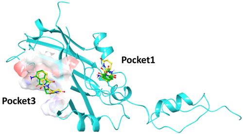 Figure 8. Binding modes of pomalidomide (green atom-coloured stick) and thalidomide (yellow atom-coloured stick) in Pockets 1 and 3 of the human Siah1 protein (blue ribbon). The electron density surface is shown for Pocket 3.