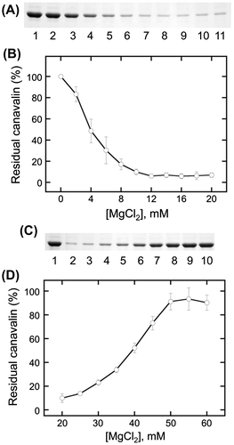 Fig. 3. Analysis of canavalin solubility induced by magnesium chloride (MgCl2).