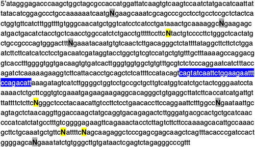 Figure 3. Location of nine terminal PAM bases that were changed to assess CasX2 PAM preference. Four different CCR5 gene fragments of 1,114 bp (gBlocks) were synthesized to include nine of the ten gRNA target regions. The terminal PAM base for each gRNA was changed to either an A, C, G or T in each gBlock. Each of the four gene fragments were separately cloned into the pcDNA3.1 vector and then restriction enzyme digested with NheI and XhoI to yield a 1,074 bp target. In the CCR5 gene region of interest, four PAM regions were located on the (+) strand and five PAM regions were located on the (-) strand. For clarity, only the (+) strand (5’→ 3”) of the CCR5 sequence is illustrated here, where a yellow highlighted N indicates a PAM terminal base on the (+) strand, and a grey highlighted N indicates a PAM terminal base on the (-) strand. The blue highlighted region is the wild-type sequence of CCR5 that would be deleted in the CCR5-Δ32 mutation. The sgRNAs 1, 2, 3 and 5 bind upstream of the CCR5-Δ32 region and sgRNAs 6, 7, 8, 9 and 10 bind downstream.