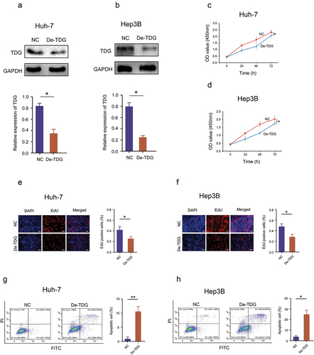 Figure 3. Decreased TDG significantly suppressed cell proliferation and promoted apoptosis in HCC cell lines. (a) Western blot assay showing the TDG protein expression level in TDG decreased (De-TDG) Huh-7 cells. (b) Western blot assay showing the TDG protein expression level in TDG decreased (De-TDG) Hep3B cells. (c) CCK-8 assay to detect proliferation in Huh-7 cells. (d) CCK-8 assay to detect proliferation in Hep3B cells. (e) EdU assays were used to analyze the effect of TDG on Huh-7 cell proliferation. Scale bars, 50 μm. (f) EdU assays were used to analyze the effect of TDG on Hep3B cell proliferation. Scale bars, 50 μm. (g) Flow cytometry was used to examine the effects of TDG on Huh-7 cell apoptosis. (h) Flow cytometry was used to examine the effects of TDG on Hep3B cell apoptosis. *P<.05.