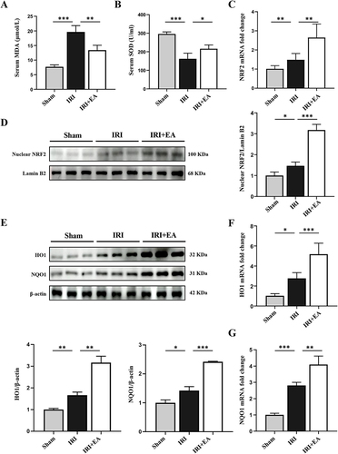 Figure 4 EA activated the Nrf2 pathway in mice hepatic IRI. (A and B) Serum MDA and SOD levels. (C and D) The mRNA and protein levels of Nrf2. (E–G) HO-1, NQO1 expression in the liver tissues. Lamin B and β-actin were used as loading controls. All data were presented as the mean ± SD. *P <0.05, **P < 0.01, ***P < 0.001 (n=3–5 per group).