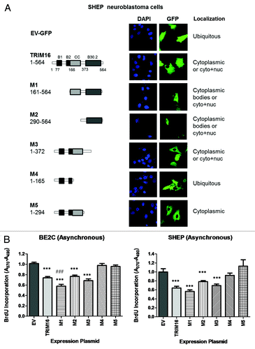 Figure 5. The “linker” domain of TRIM16 has nuclear localization and growth inhibition potential. TRIM16 deletion domains were fused with GFP to aid observation of localization and transfection. (A) SHEP cells were transiently transfected with constructs and fixed for 36 h post transfection. Microscopy studies imaged exogenous GFP (green) directly by confocal microscopy at the 100× objective on the Olympus FV1000. DAPI was used as a nuclear stain (blue). Cyto stands for cytoplasmic, and Nuc stands for nuclear expression. (B) BE2C and SHEP cells were transiently transfected with domain mutant constructs. After 72 h transfections, the cells were analyzed via BrdU incorporation analysis.