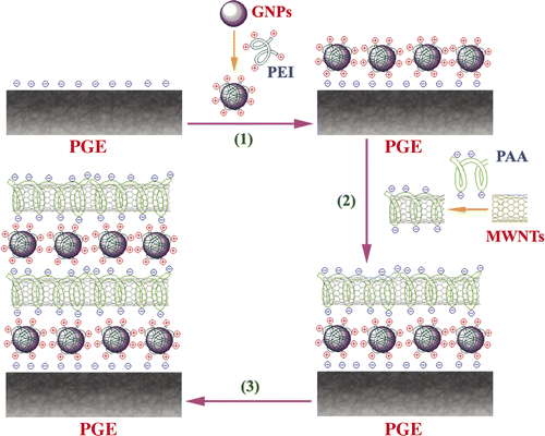 Scheme 2. Schematic representation of the procedure for fabricating MWNT–GNP/PGE: (1) assembling of PEI-GNP on negatively charged PGE; (2) assembling of PAA-MWNT on PEI-GNP coated PGE and (3) repetition of steps 1 and 2 for desired cycles.