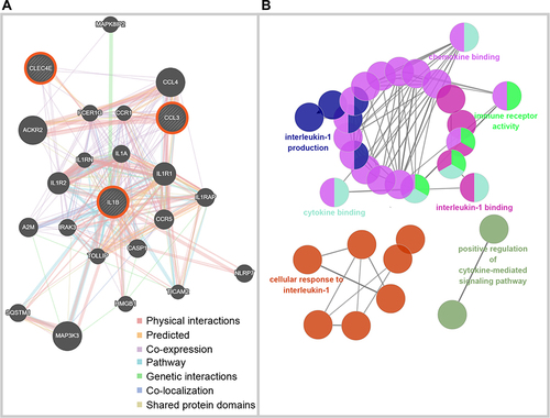 Figure 6 Biological processes of selected core genes in peri-implantitis. (A) The network of three selected core genes and relevant genes built by GeneMANIA, where lines are color-coded based on the identities of the network names. (B) The biological process of core genes and relevant genes analyzed through ClueGO. The network of biological process terms is represented as pie charts, where pies are color-coded based on the identities of the terms.