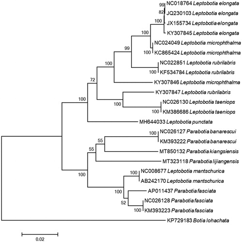 Figure 1. Phylogenetic tree of the genus Parabotia and Leptobotia using neighbor-joining (NJ) based on whole mitogenome sequences. Values at the nodes correspond to the support values for NJ methods.