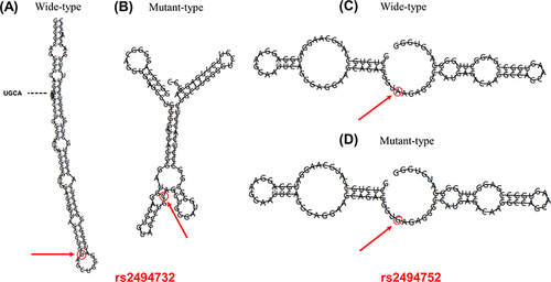 Figure 2 Effects of rs2494732 and rs2494752 variants on AKT1 mRNA secondary structure. The red arrows represent the position of the variation (50 bases upstream and 50 bases downstream from the variation). (A) The minimum free energy (MFE) value for the rs2494732-T was −38.6 kcal/mol. (B) The MFE value for rs2494732-C was −39.1 kcal/mol. (C) The MFE value for rs2494752-A was −24.1 kcal/mol. (D) The MFE value for rs2494752-G was −24.1 kcal/mol.