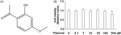 Figure 1. The effects of paeonol on cell viability in the chondrogenic cell line ATDC5 cells. (A) Molecular structure of paeonol, 2′-hydroxy-4′-methoxyacetophenone. (B) ATDC5 cells were stimulated with 0, 0.1, 1, 10, 50, 100 and 500 μM paeonol for 48 h. Viability of ATDC5 cells was measured by MTT assay. Note: Since 500 μM paeonol reduced cell viability, doses of 50 and 100 μM paeonol were used in the following experiments (*, P < .01 vs. vehicle control).
