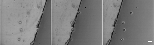 Figure 4 Holographic trapping on non-transparent substrates.