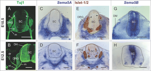 Figure 1. The expression pattern of Sema5A and Sema5B in the mouse embryo. (A and B) DRG axonal trajectories were visualized by Tuj1 staining. Transverse sections at the thoracic level of the mouse embryo at E10.5 (A) and E12.5 (B), visualizing the neural network of DRG afferent fibers (a), efferent fibers (e), and motor fibers (m). White arrowheads indicate the DREZ. (C and D) At E10.5 and E12.5, Sema5A was expressed in the mesenchymal tissues around DRG neurons (blue) where DRG efferent fibers extended. (E and F) In situ hybridization sections adjacent to C and D were labeled with anti-Islet-1/2 antibody (brown). Islet-1/2 immunohistochemistry was conducted to show DRG cells and cells adjacent to the DREZ (black arrowheads). (G) At E10.5, Sema5B was expressed broadly in the spinal cord. Sema5B signals were also detected in the dermamyotome (DM). (H) At E12.5, Sema5B was expressed in the lateral edges of the ventricular zone. The dotted lines indicate the border of the spinal cord (SC). DH, dorsal horn; dr, dorsal ramus; MN, spinal motor neurons; NC, notochord; vr, ventral ramus. (Scale bars, 200 μm).